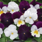 VIOLA BLACKBERRY SUNDAE MIXED F1