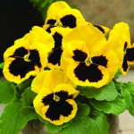 PANSY SPEEDY YELLOW WITH BLOTCH F1