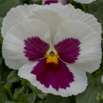 PANSY SPRING GRANDIO WHITE WITH ROSE BLOTCH F1