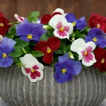 PANSY SPRING GRANDIO F1 COLLECTION