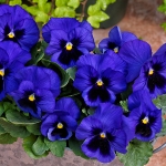 PANSY SPRING GRANDIO BLUE WITH BLOTCH F1