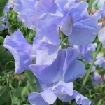 SWEET PEA CHRIS HARROD