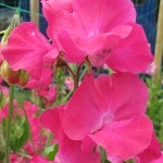 SWEET PEA CARLOTTA