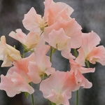 SWEET PEA CHAMPAGNE BUBBLES