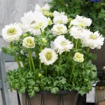 ANEMONE DOUBLE HARMONY WHITE