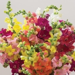 ANTIRRHINUM CHANTILLY MIXED F1
