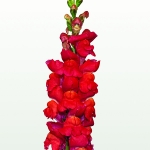 ANTIRRHINUM MARYLAND FLAMINGO F1