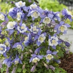 AQUILEGIA EARLY BIRD BLUE & WHITE F1