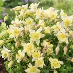 AQUILEGIA EARLY BIRD YELLOW F1