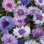 CENTAUREA BLUE LAGOON