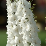 DELPHINIUM GUARDIAN WHITE