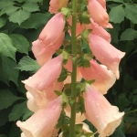 DIGITALIS DALMATION PEACH