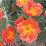 ESCHSCHOLZIA EMBERS