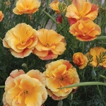 ESCHSCHOLZIA APRICOT