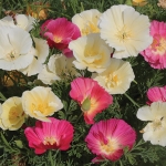 ESCHSCHOLZIA PINK DREAM