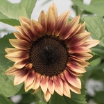 HELIANTHUS PRO CUT PLUM F1