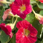 NASTURTIUM TIP TOP ROSE