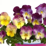PANSY COOL WAVE RASPBERRY SWIRL F1