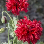 PAPAVER LACINIATUM CRIMSON FEATHERS
