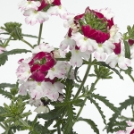 VERBENA OBSESSION CASCADE BURGUNDY TWISTER