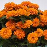 ZINNIA DOUBLE ZAHARA BRIGHT ORANGE F1