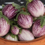AUBERGINE PINSTRIPE  F1