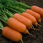 CARROT ARON F1