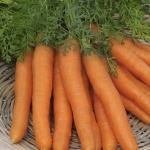 CARROT FLYAWAY F1