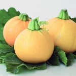 COURGETTE YELLOW BALL F1