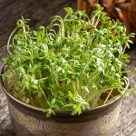 CRESS SPRINT
