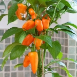 PEPPER FRESH BITES ORANGE
