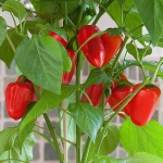 PEPPER FRESH BITES RED