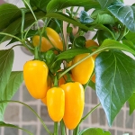 PEPPER FRESH BITES YELLOW