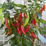 PEPPER HOT FAJITA