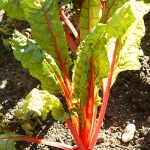 SWISS CHARD FIVE COLOUR ORANGE
