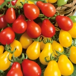 TOMATO PEAR DROPS MIXED