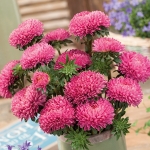 ASTER BEAUTIFUL DAY BRIGHT ROSE