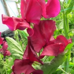 SWEET PEA MARK WILLIAMS