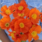 PAPAVER CHAMPAGNE BUBBLES ORANGE