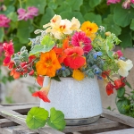 NASTURTIUM SUMMER FRUITS MIXED