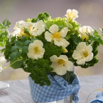 NASTURTIUM MILKMAID