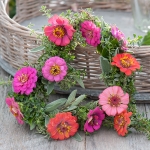 ZINNIA CUT AND COME AGAIN PASTEL MIXED