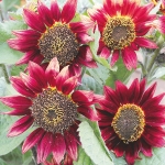 HELIANTHUS FIREBRAND