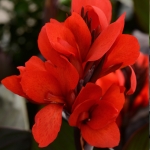 CANNA CANNOVA BRONZE SCARLET F1