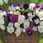 PANSY COOL WAVE BERRIES & CREAM F1