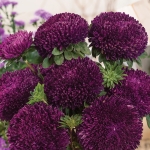 ASTER BLACKBERRY SURPRISE
