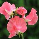 SWEET PEA VERA LYNN
