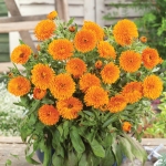 CALENDULA CANDYMAN ORANGE