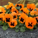 PANSY MYSTIQUE ORANGE F1