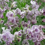 SWEET PEA DAVID TOSTEVIN